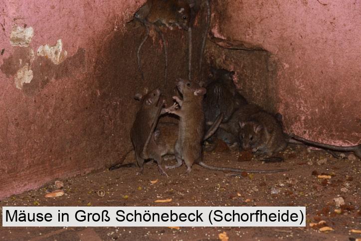 Mäuse in Groß Schönebeck (Schorfheide)